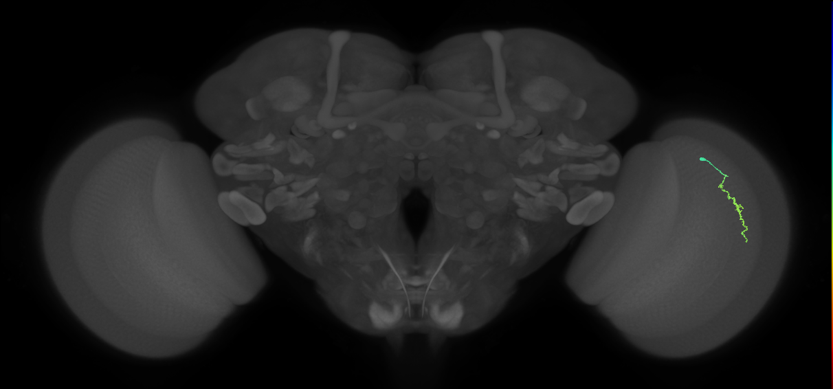 Dm3a_R (JRC_OpticLobe:155202)