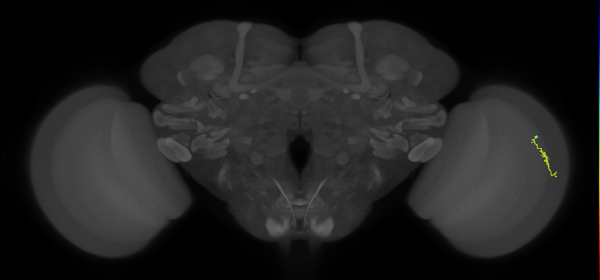 Dm3a_R (JRC_OpticLobe:134192)