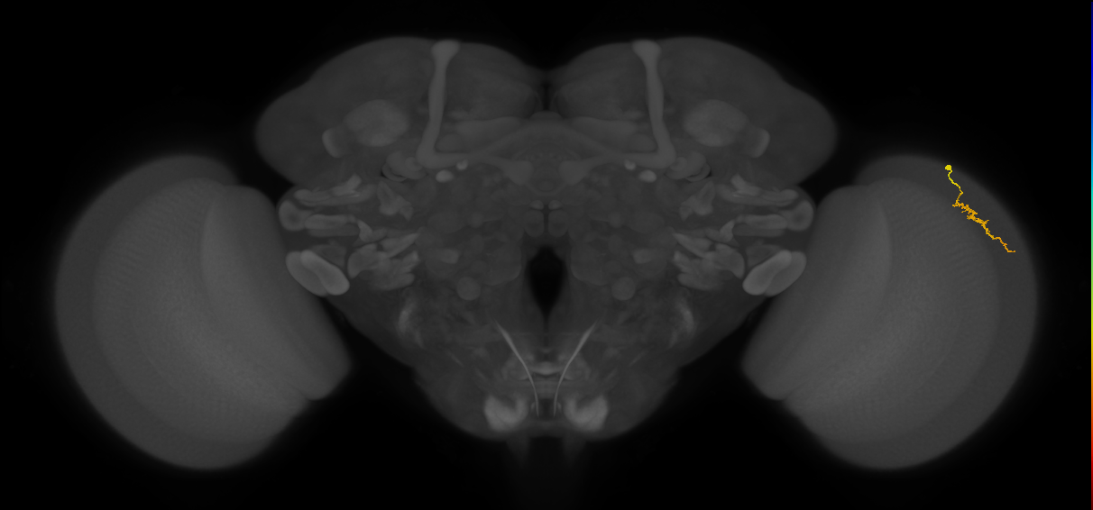 Dm3a_R (JRC_OpticLobe:140720)