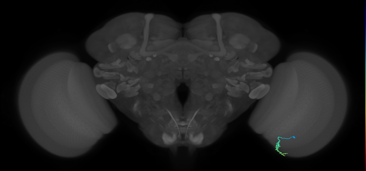 Dm3a_R (JRC_OpticLobe:146199)