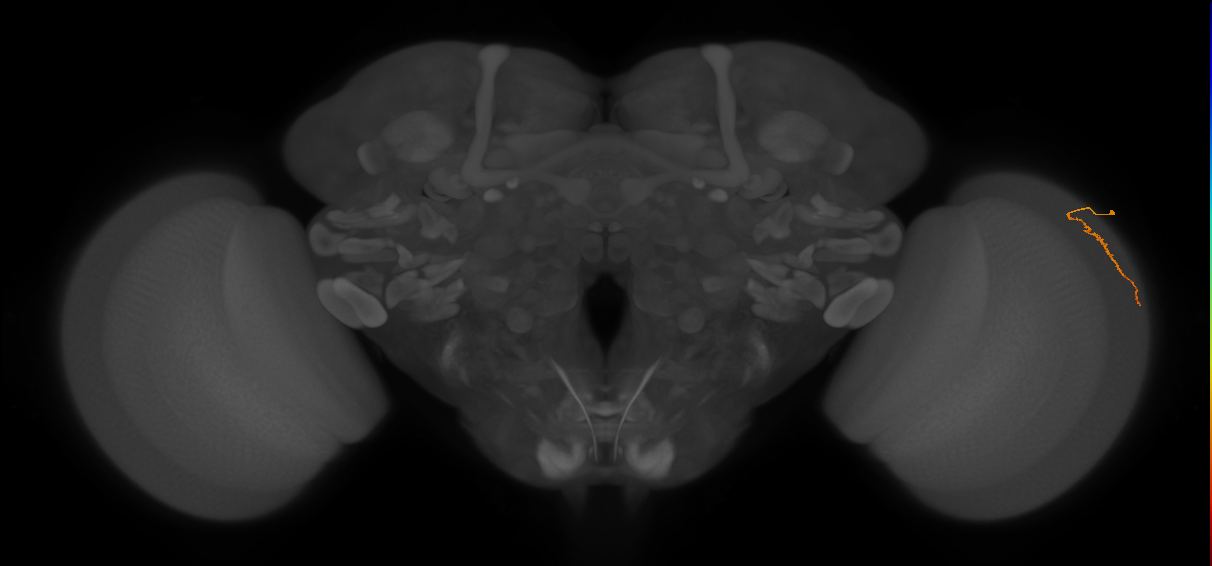 Dm3a_R (JRC_OpticLobe:140600)