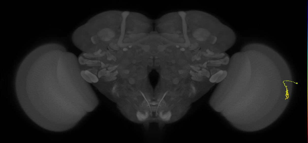 Dm3a_R (JRC_OpticLobe:157577)