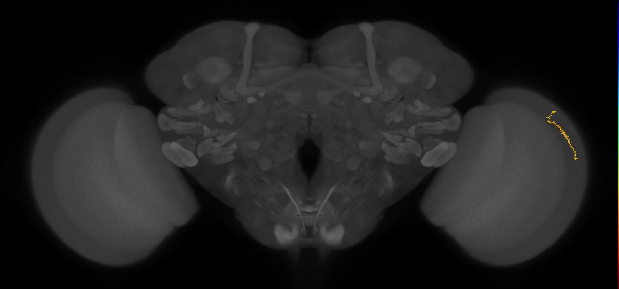 Dm3a_R (JRC_OpticLobe:146011)