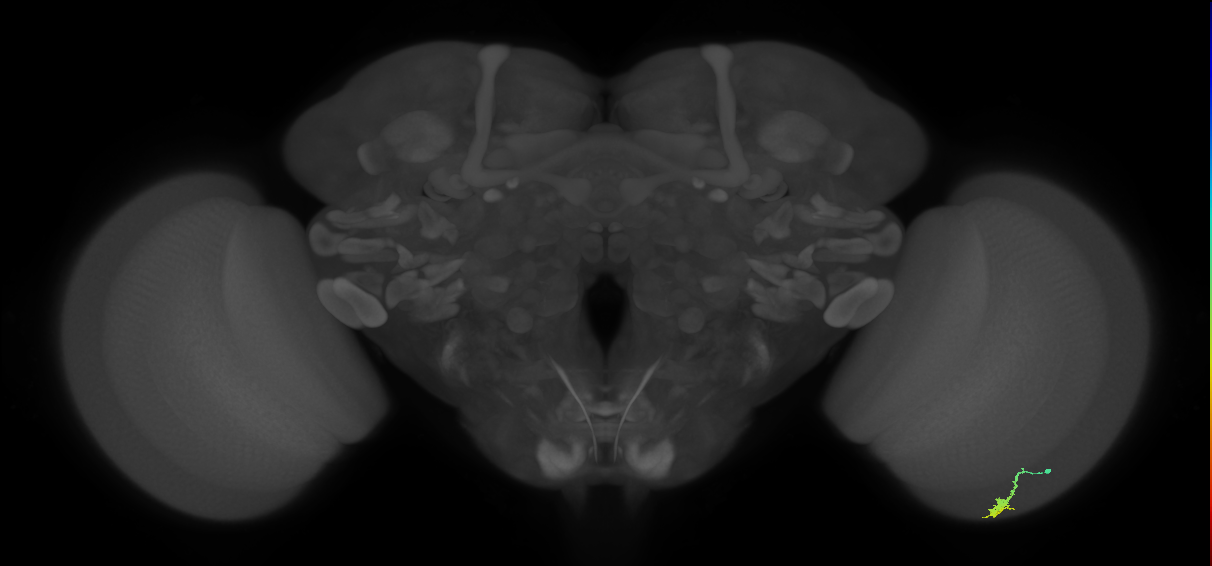Dm3a_R (JRC_OpticLobe:128001)