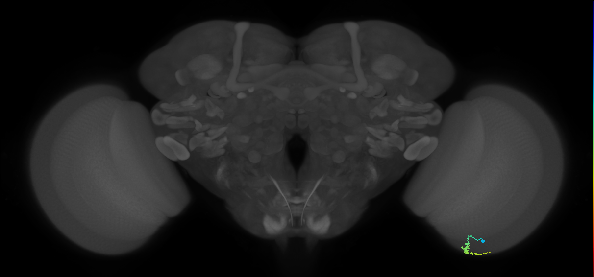 Dm3a_R (JRC_OpticLobe:131931)