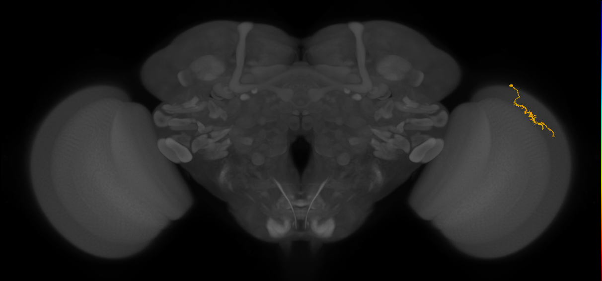 Dm3a_R (JRC_OpticLobe:150902)