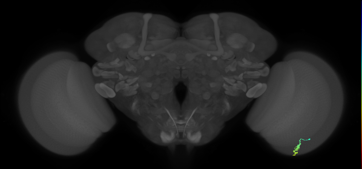 Dm3a_R (JRC_OpticLobe:123843)