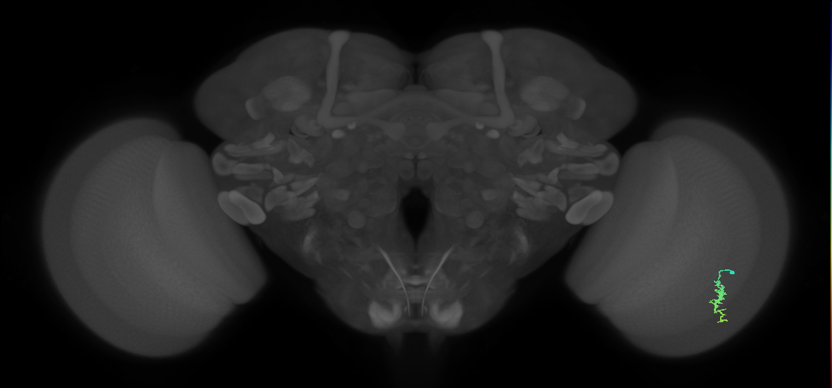 Dm3a_R (JRC_OpticLobe:114124)