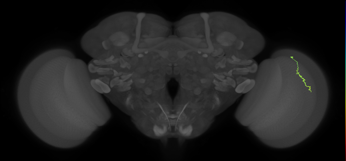 Dm3a_R (JRC_OpticLobe:146530)