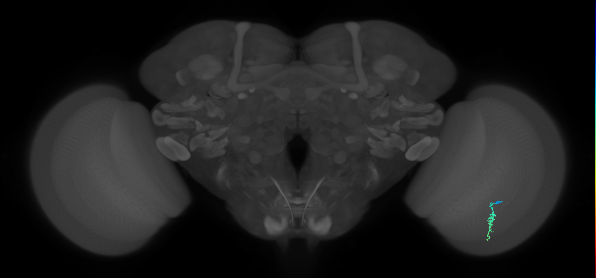 Dm3a_R (JRC_OpticLobe:129405)