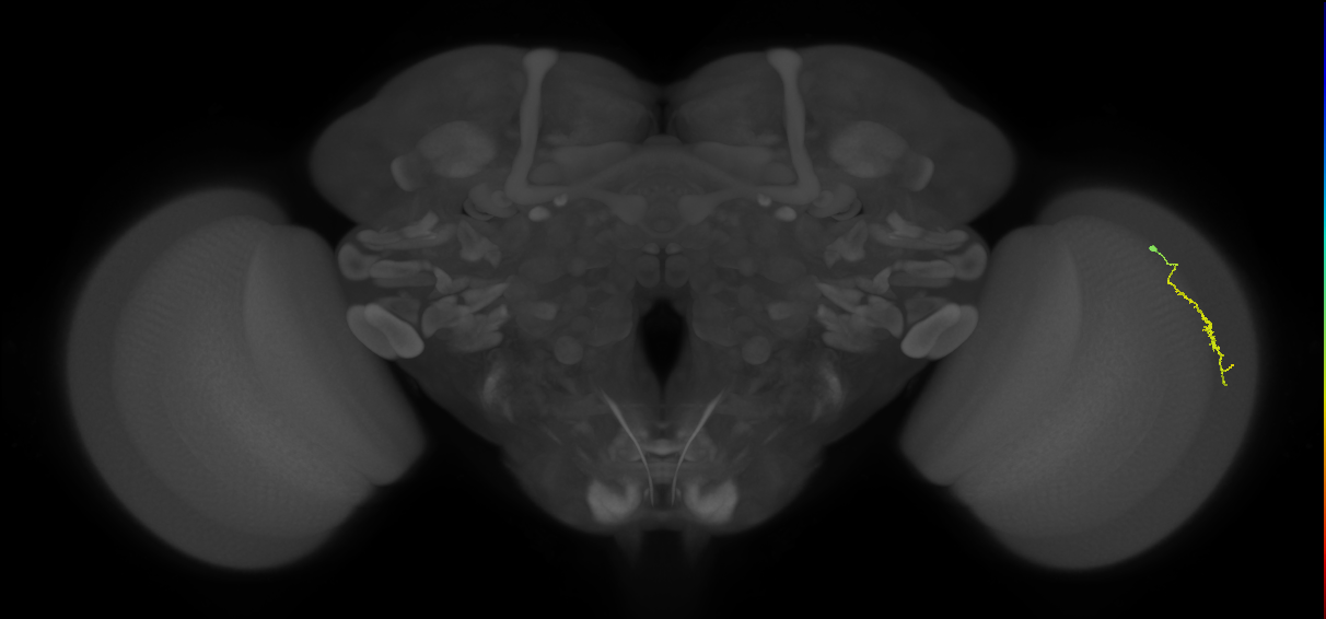 Dm3a_R (JRC_OpticLobe:137799)