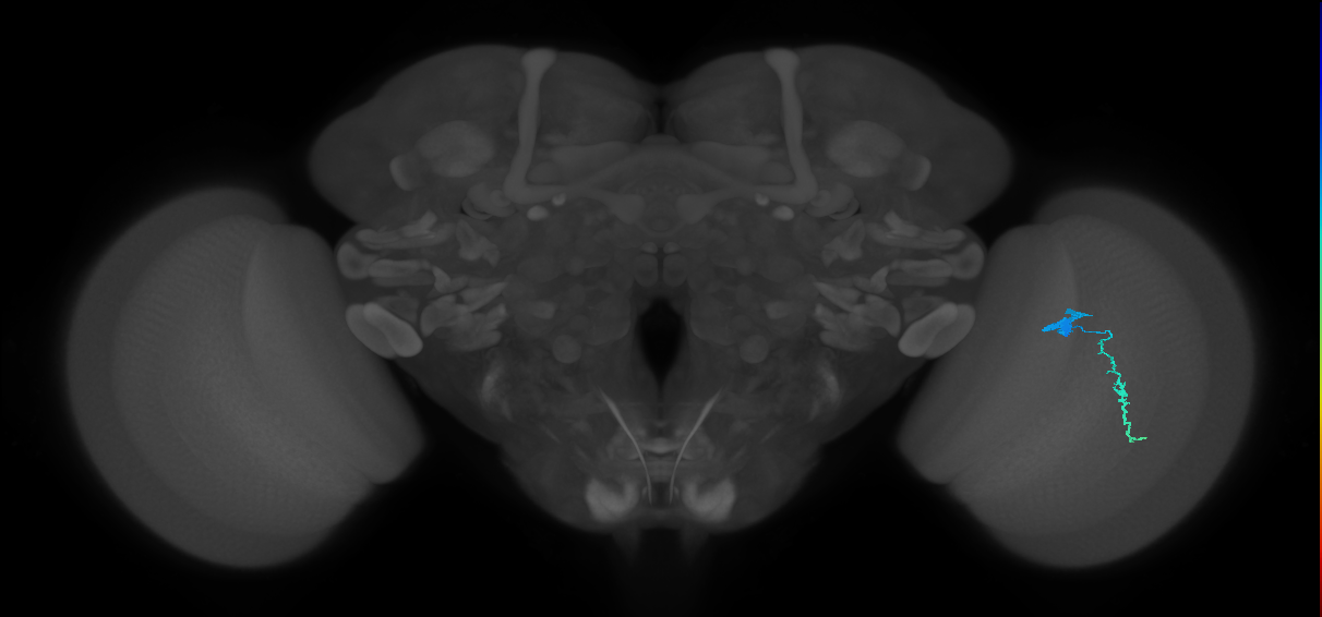 Dm3a_R (JRC_OpticLobe:108597)