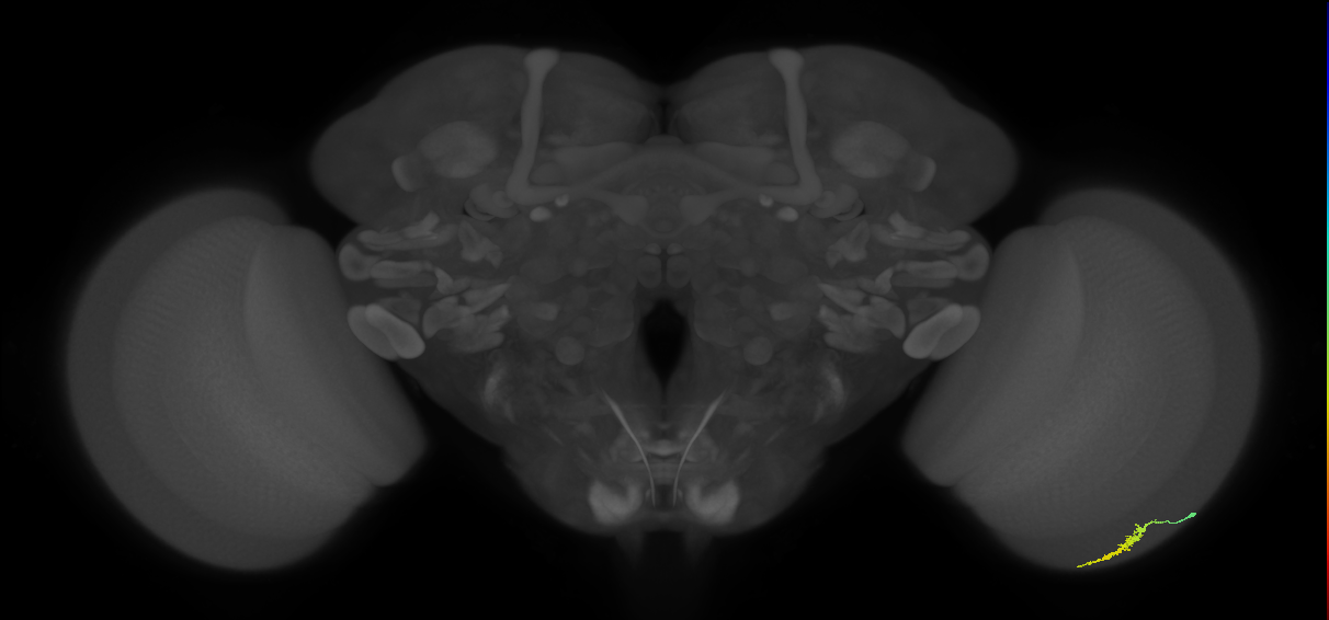 Dm3a_R (JRC_OpticLobe:138449)