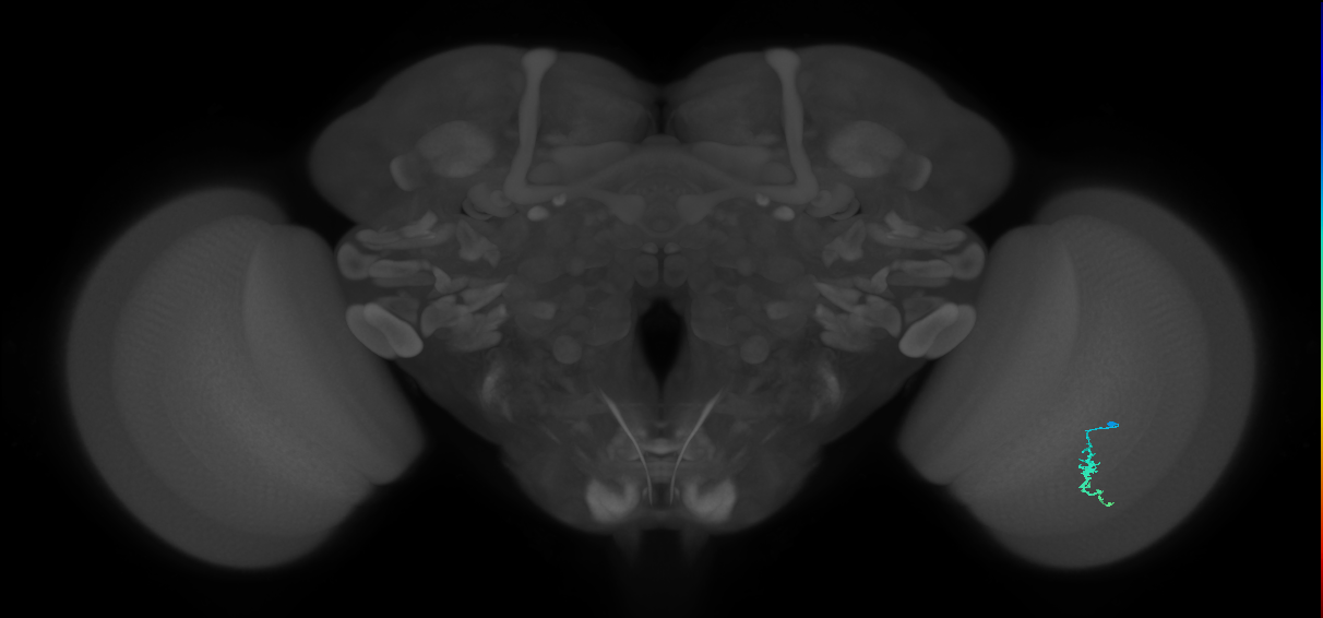 Dm3a_R (JRC_OpticLobe:136063)