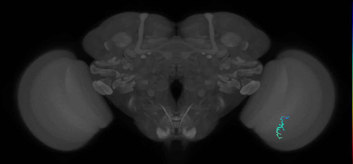 Dm3a_R (JRC_OpticLobe:136923)