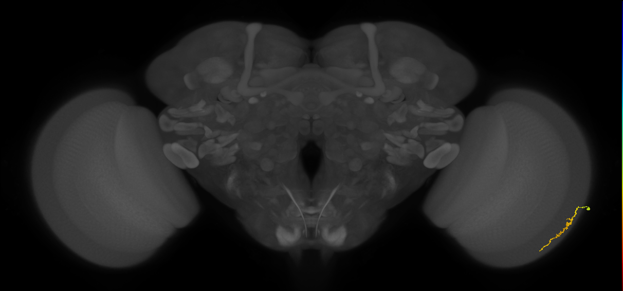 Dm3a_R (JRC_OpticLobe:131909)
