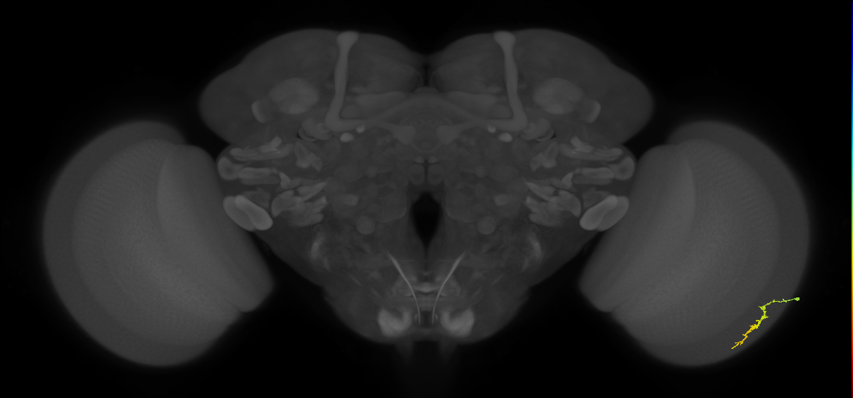 Dm3a_R (JRC_OpticLobe:128092)