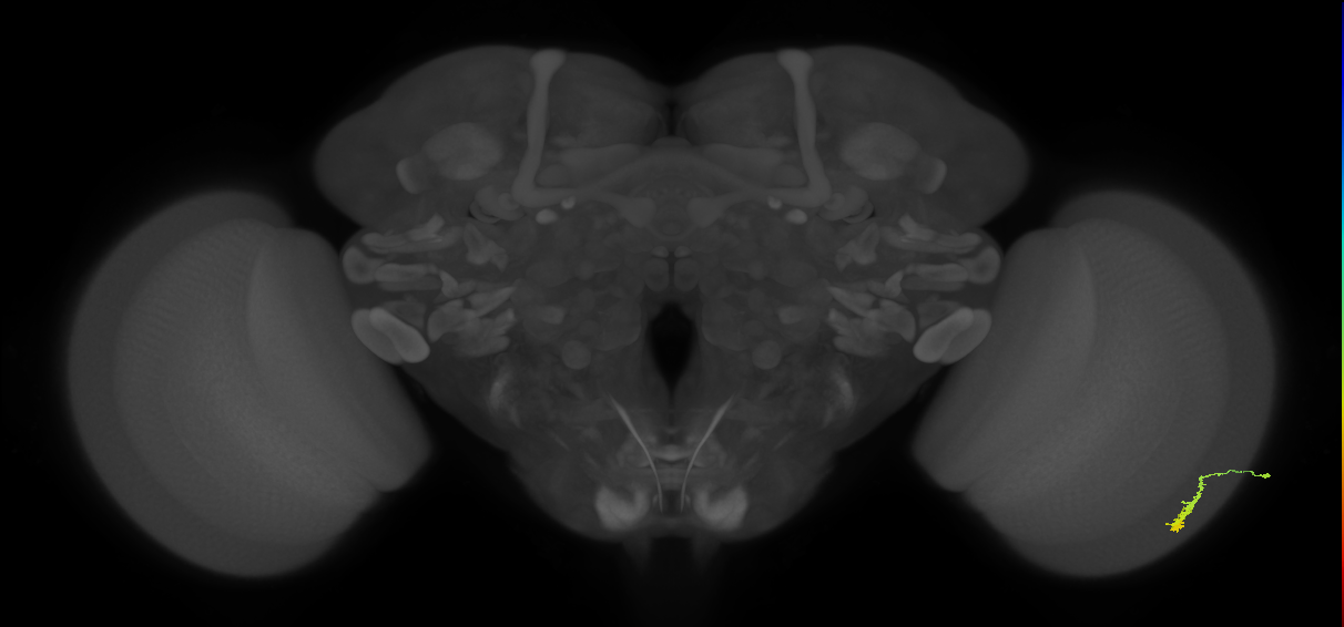 Dm3a_R (JRC_OpticLobe:545573)