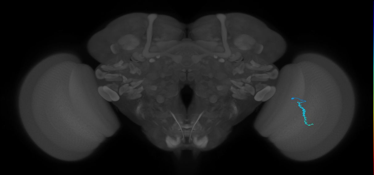 Dm3a_R (JRC_OpticLobe:139577)