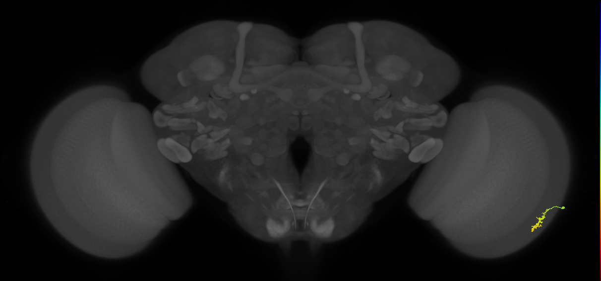 Dm3a_R (JRC_OpticLobe:134582)