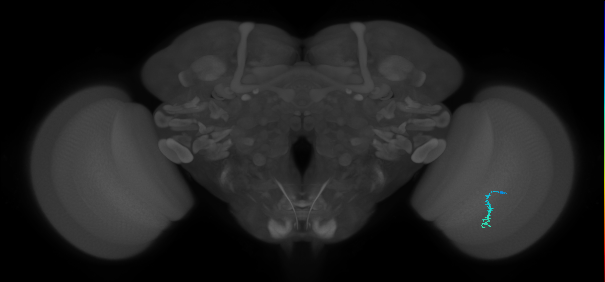 Dm3a_R (JRC_OpticLobe:147614)