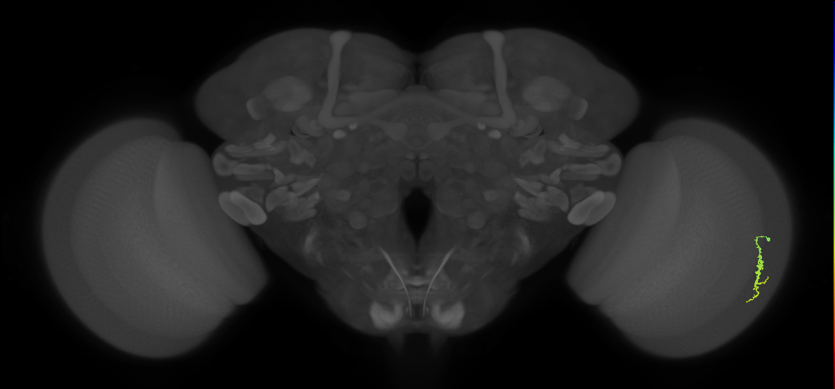 Dm3a_R (JRC_OpticLobe:111022)