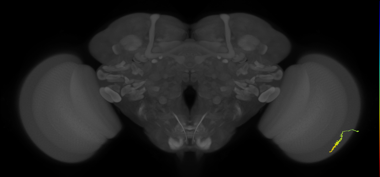 Dm3a_R (JRC_OpticLobe:121090)