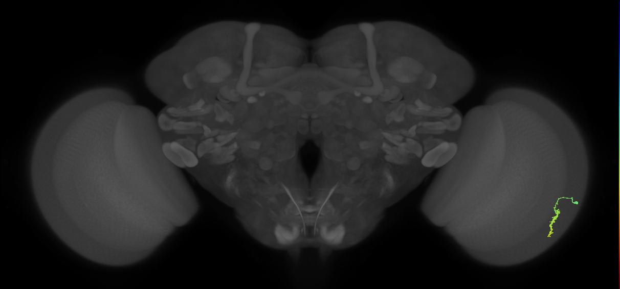 Dm3a_R (JRC_OpticLobe:112742)