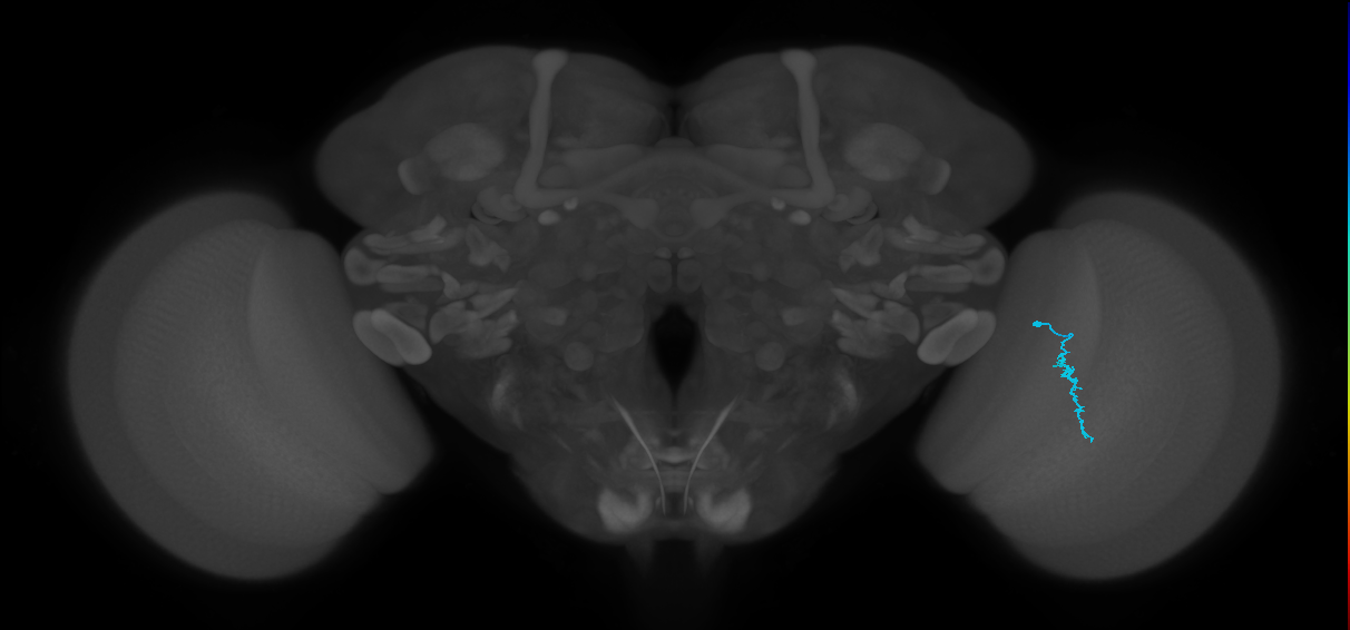 Dm3a_R (JRC_OpticLobe:155092)