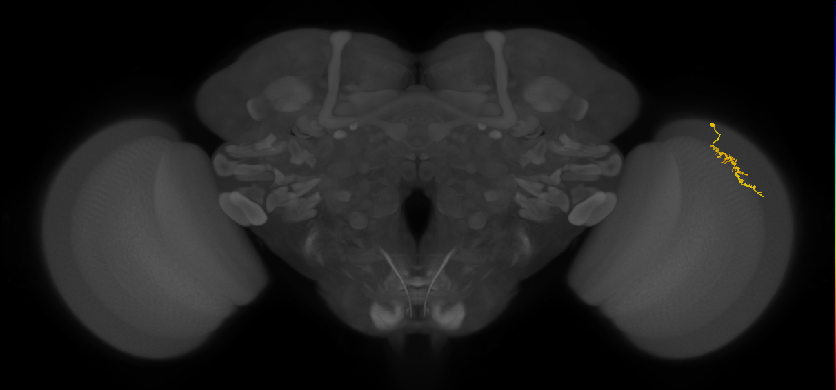 Dm3a_R (JRC_OpticLobe:133845)