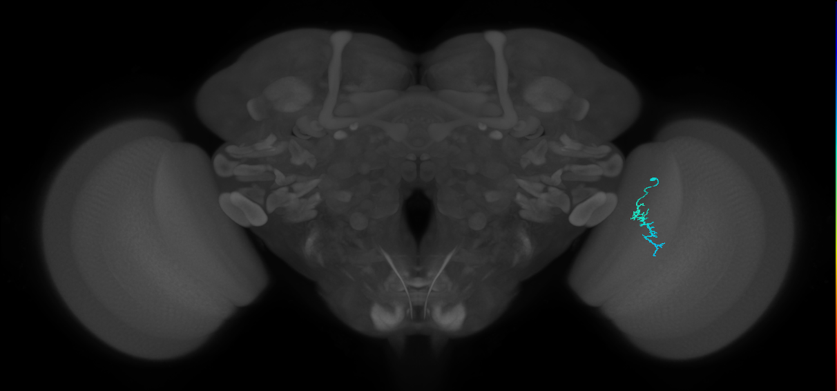 Dm3a_R (JRC_OpticLobe:148187)