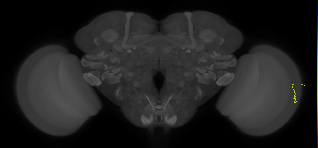 Dm3a_R (JRC_OpticLobe:169448)