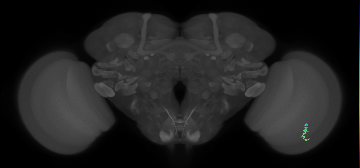 Dm3a_R (JRC_OpticLobe:125077)