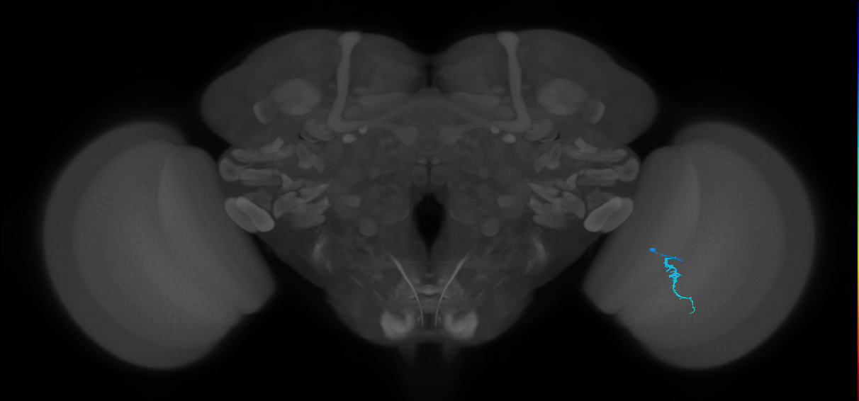Dm3a_R (JRC_OpticLobe:155252)