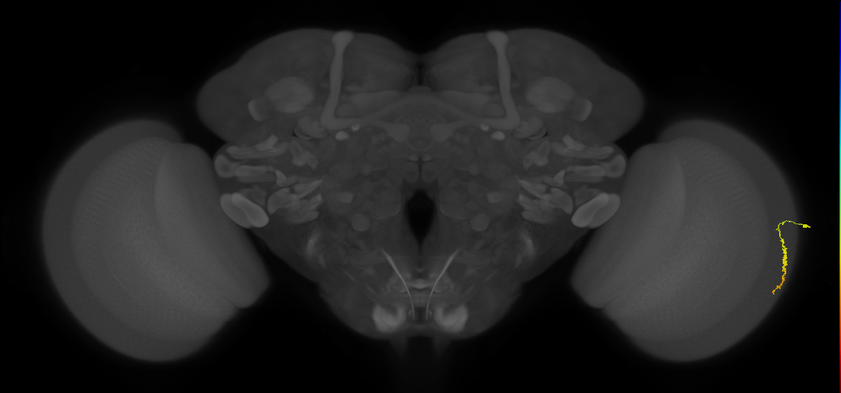 Dm3a_R (JRC_OpticLobe:153766)