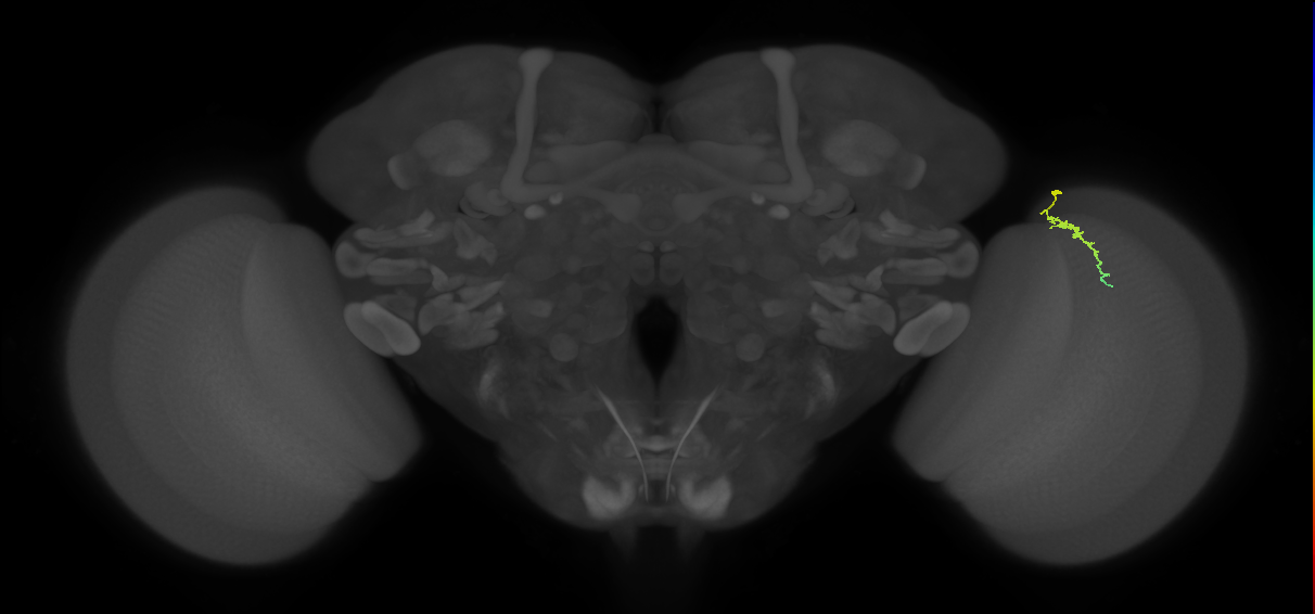 Dm3a_R (JRC_OpticLobe:158257)