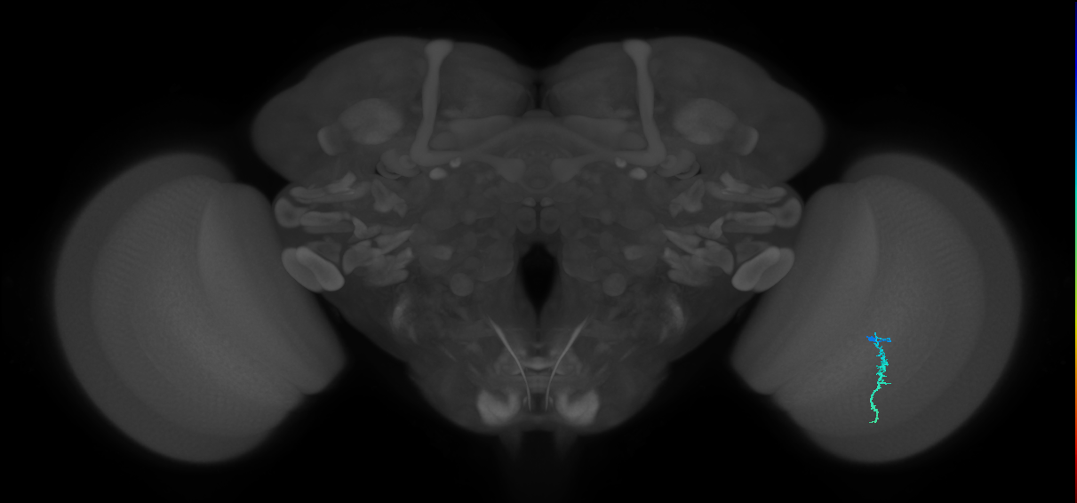 Dm3a_R (JRC_OpticLobe:131209)