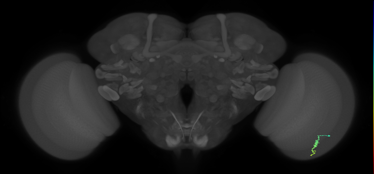 Dm3a_R (JRC_OpticLobe:121827)