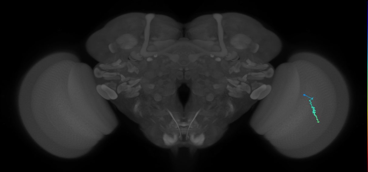 Dm3a_R (JRC_OpticLobe:148226)