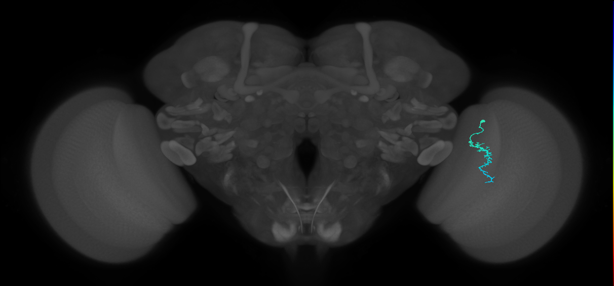 Dm3a_R (JRC_OpticLobe:145875)