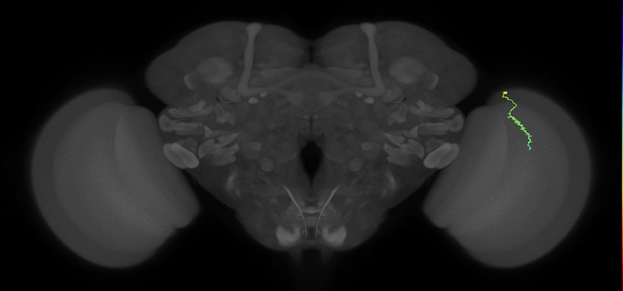 Dm3a_R (JRC_OpticLobe:147928)