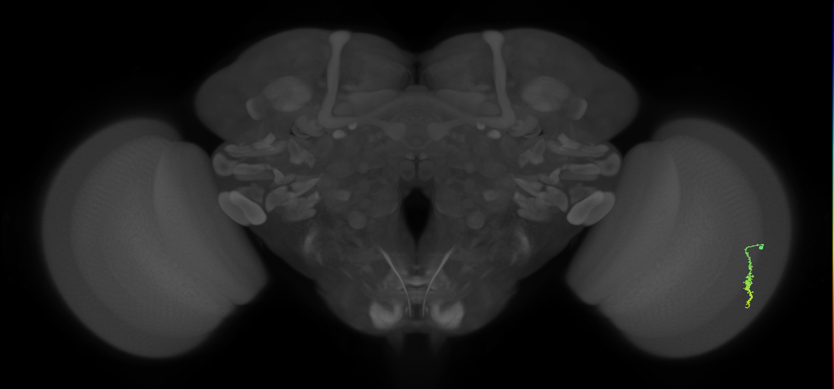 Dm3a_R (JRC_OpticLobe:167807)