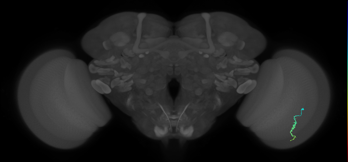 Dm3a_R (JRC_OpticLobe:118525)