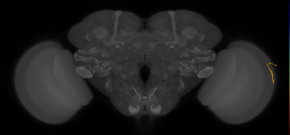 Dm3a_R (JRC_OpticLobe:133850)