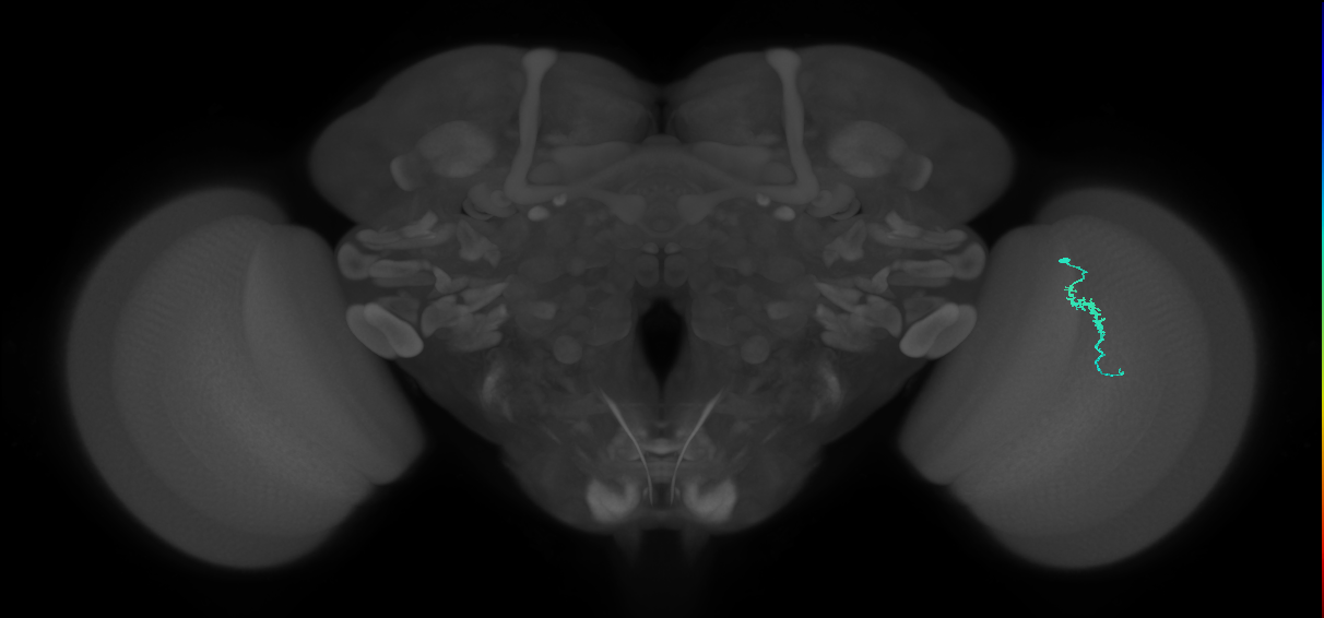 Dm3a_R (JRC_OpticLobe:157473)