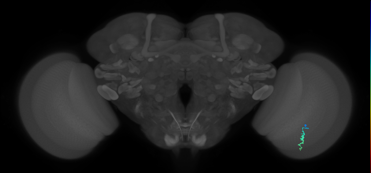 Dm3a_R (JRC_OpticLobe:119600)