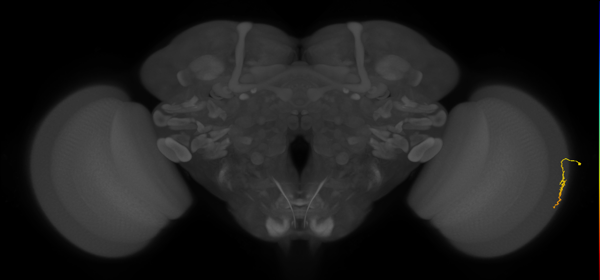 Dm3a_R (JRC_OpticLobe:159490)