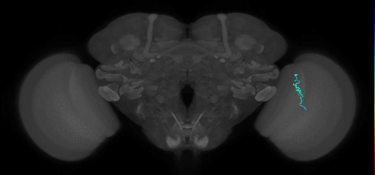 Dm3a_R (JRC_OpticLobe:152547)