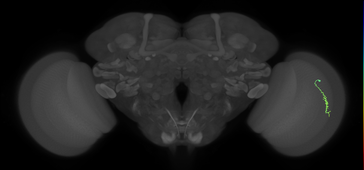 Dm3a_R (JRC_OpticLobe:111093)