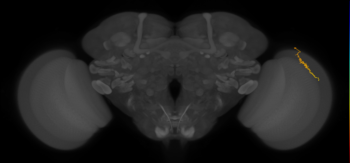 Dm3a_R (JRC_OpticLobe:149206)